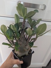 Adenium arabicum blackskin for sale  NOTTINGHAM