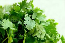 Cilantro seeds leisure for sale  Deltona
