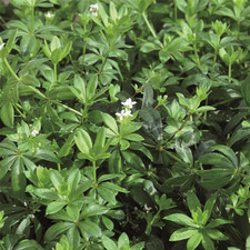 Waldmeister sterntaler waldmei gebraucht kaufen  Gundelfingen a.d.Donau