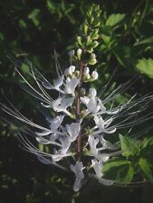 White cat whiskers for sale  Wauchula