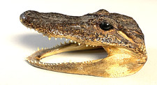 Vintage small alligator for sale  Chariton