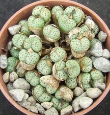 conophytum for sale conophytum for sale EASTBOURNE