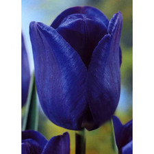 New tulips bleu for sale  MELTON MOWBRAY