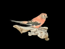 Taxidermy bourke parakeet for sale  DARLINGTON
