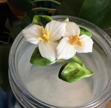 trillium plants for sale trillium plants for sale SURBITON