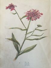Antique candy tuft for sale  TORRINGTON