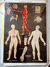 Poster anatomia muscoli usato  Torino