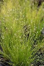 Scirpus isolepsis marginal for sale  MARKET RASEN