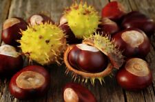 Horse chestnut tree for sale  WITHERNSEA