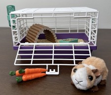 Courtney guinea pig for sale  Jacksonville
