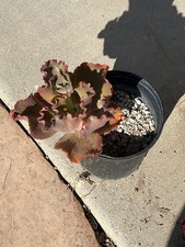 echeveria for sale echeveria for sale Canoga Park