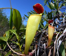 Samen zimmerpflanzen exotische gebraucht kaufen  Calw