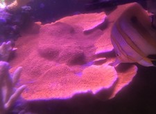 Red montipora cap for sale  TAUNTON