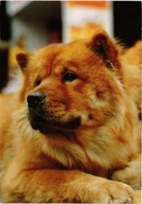 Cpm chow chow d'occasion  Expédié en Belgium