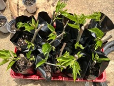 Mulberry tree rooted for sale  Woodside