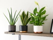 Wellbeing collection house for sale  IPSWICH