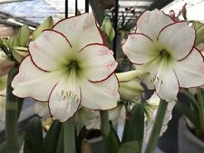 Amaryllis peruvian picasso for sale  Westfield