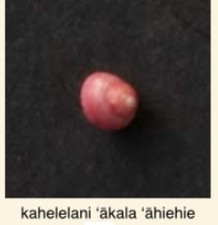Kahelelani hawaiian red for sale  Kapaa