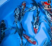 Shubunkin goldfish live for sale  Claudville