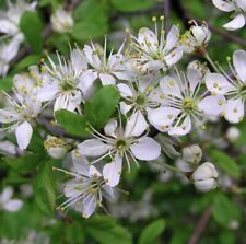 Blackthorn hedging 40cm for sale  ST. NEOTS