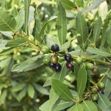 Graines laurus nobilis d'occasion  Sabres