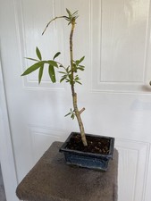 Bonsai weeping willow for sale  STONE