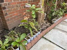 Avocado trees years for sale  BOURNEMOUTH