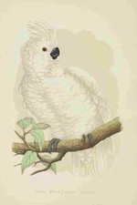 Photo lydon parrots for sale Photo lydon parrots for sale  UK