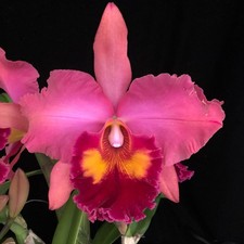 exotic orchids for sale exotic orchids for sale Petaluma