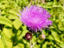 000 samen mariendistel gebraucht kaufen  Würzburg