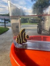 French angelfish net for sale  Coral Springs