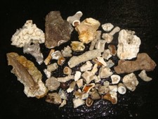 agatized coral for sale agatized coral for sale Dyer