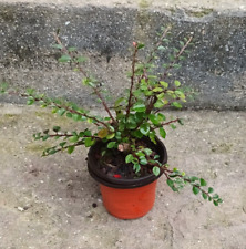 Cotoneaster petites feuilles d'occasion  France