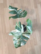 Monstera borsigiana albo gebraucht kaufen  Ludwigshafen am Rhein