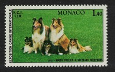 Rough collies shetland for sale  UK