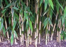 Fargasia jumbo stem for sale  EGHAM