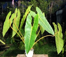 Philodendron billietiae plant for sale  Hollywood