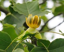 Chinesischer tulpenbaum liriod gebraucht kaufen  Jessen
