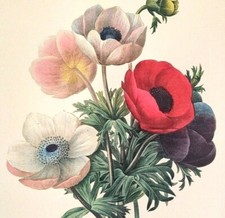 Redoute flowers anemone for sale  Sahuarita