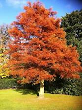 Graines metasequoia glyptostro d'occasion  Sabres