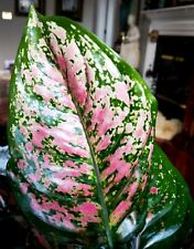 Rare aglaonema anyanmanee for sale  Glenmoore