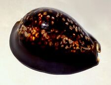 Meeresschnecke cypraea mauriti gebraucht kaufen  Illertissen