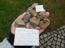 Schöne tetra korallen gebraucht kaufen  Limbach-Oberfrohna