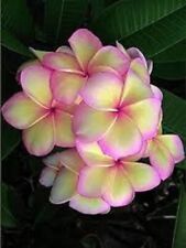 Light pink yellow for sale  Ravensdale