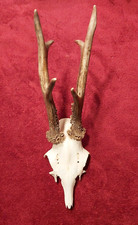 Rehbockgehörn geweih jagd gebraucht kaufen  Toppenstedt