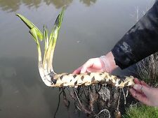 Large pond plant for sale  BRIDGWATER
