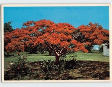 Cartão postal palmeira real escarlate na Flórida EUA comprar usado Cartão postal palmeira real escarlate na Flórida EUA comprar usado  Enviando para Brazil