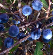 ENDRINO prunus espinosa (pacharan) fruta 16 semillas seeds   comprar usado  Enviando para Brazil