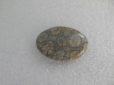 Fossil coral shades for sale  KIDDERMINSTER