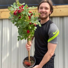 Standard rose tree for sale  LEICESTER
